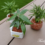 室内園芸「セラミス」